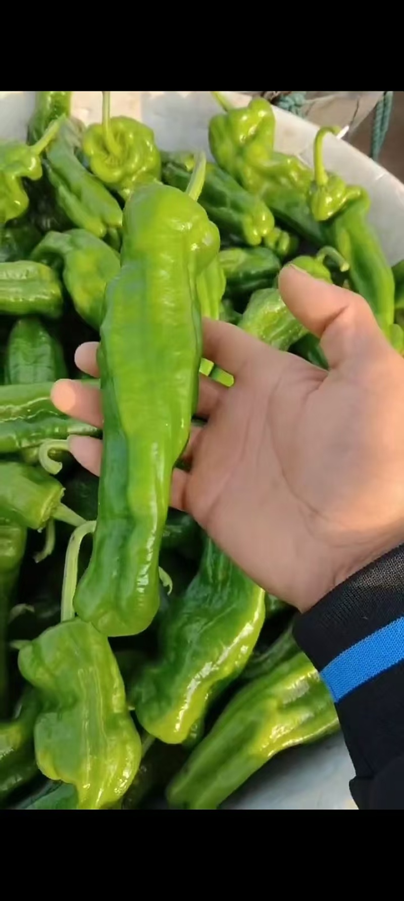 江苏精品薄皮椒大量上市品质保证量大从优一手货源