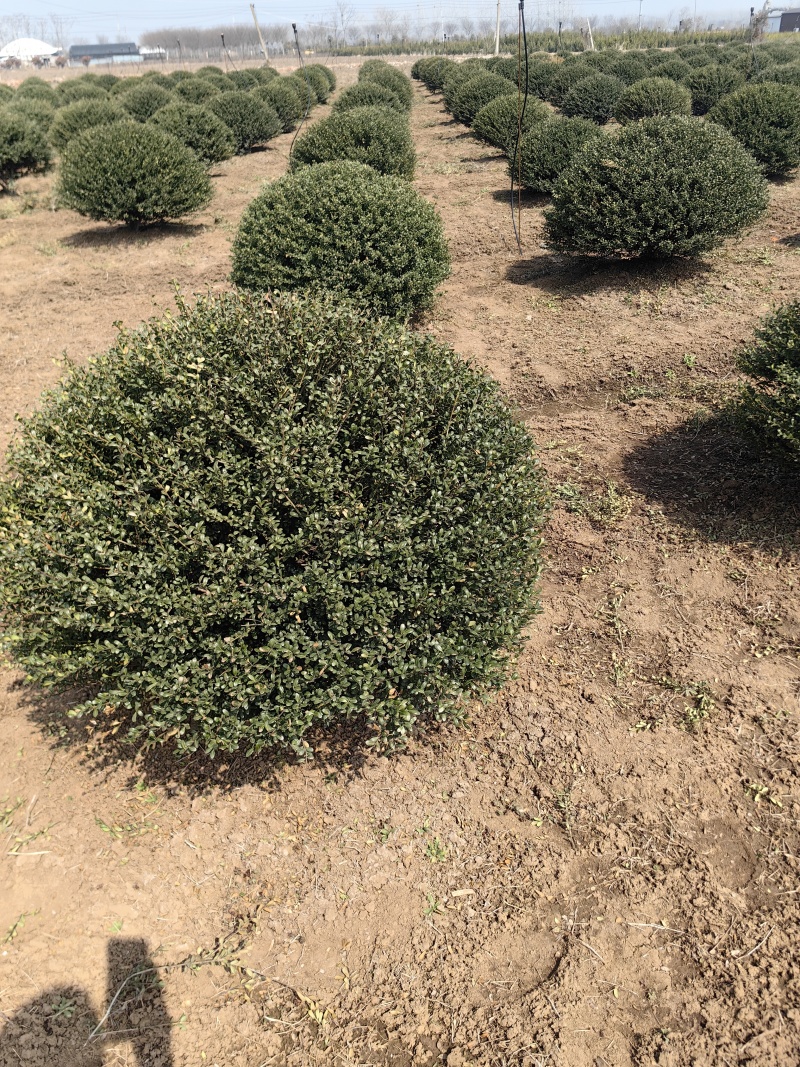 龟甲冬青基地，杯苗地苗，色泽鲜艳，植株健壮，各种规格齐全