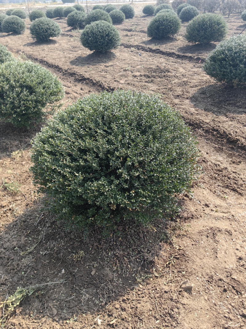 龟甲冬青基地，杯苗地苗，色泽鲜艳，植株健壮，各种规格齐全