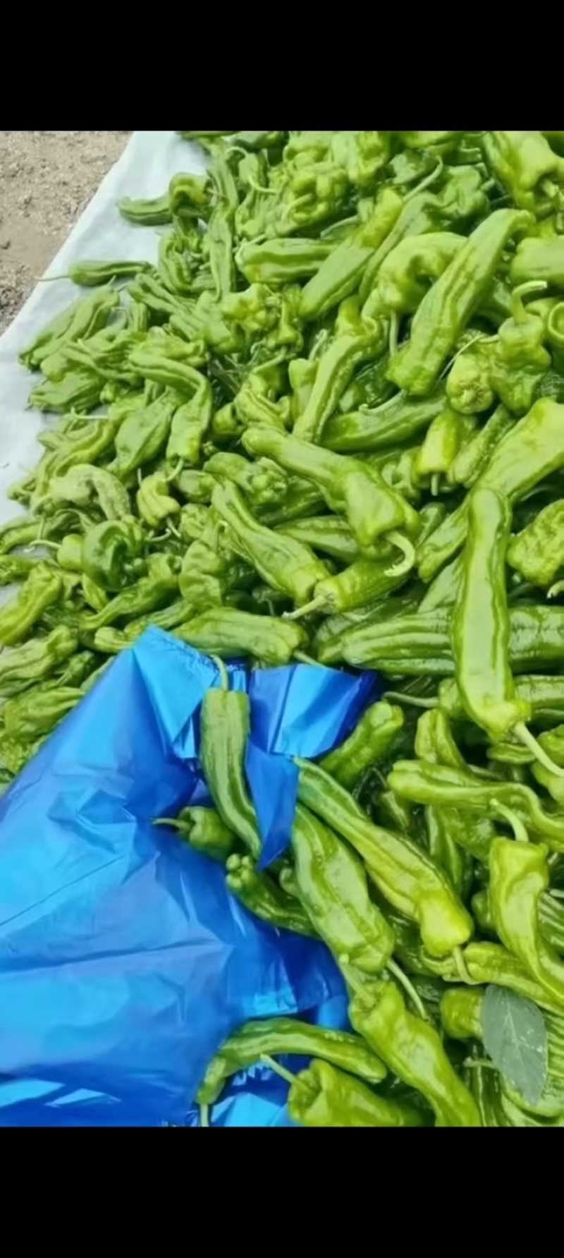 江苏精品薄皮椒大量上市品质保证量大从优一手货源