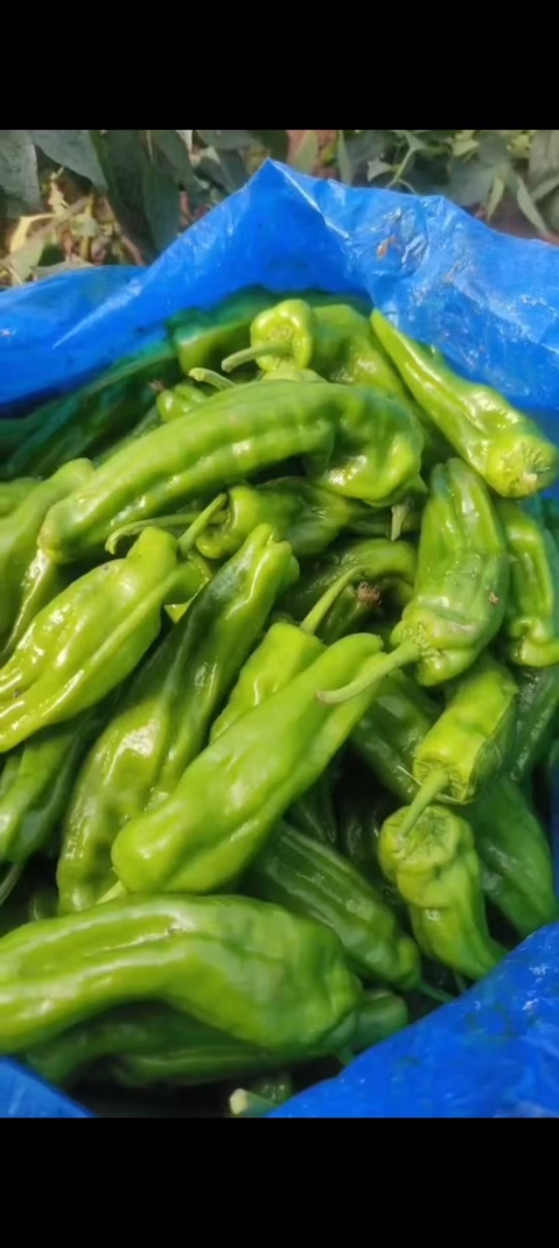 江苏精品薄皮椒大量上市品质保证量大从优一手货源