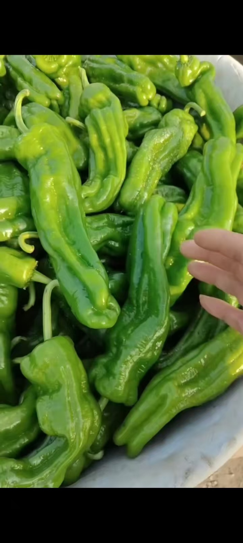 江苏精品薄皮椒大量上市品质保证量大从优一手货源
