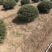 龟甲冬青基地，杯苗地苗，色泽鲜艳，植株健壮，各种规格齐全