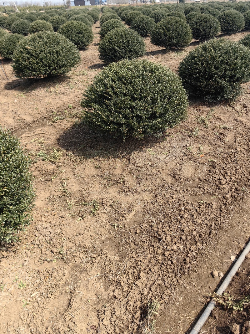 龟甲冬青基地，杯苗地苗，色泽鲜艳，植株健壮，各种规格齐全