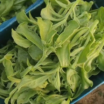 江苏精品冰草产地直发品质保证量大从优一手货源欢迎联系