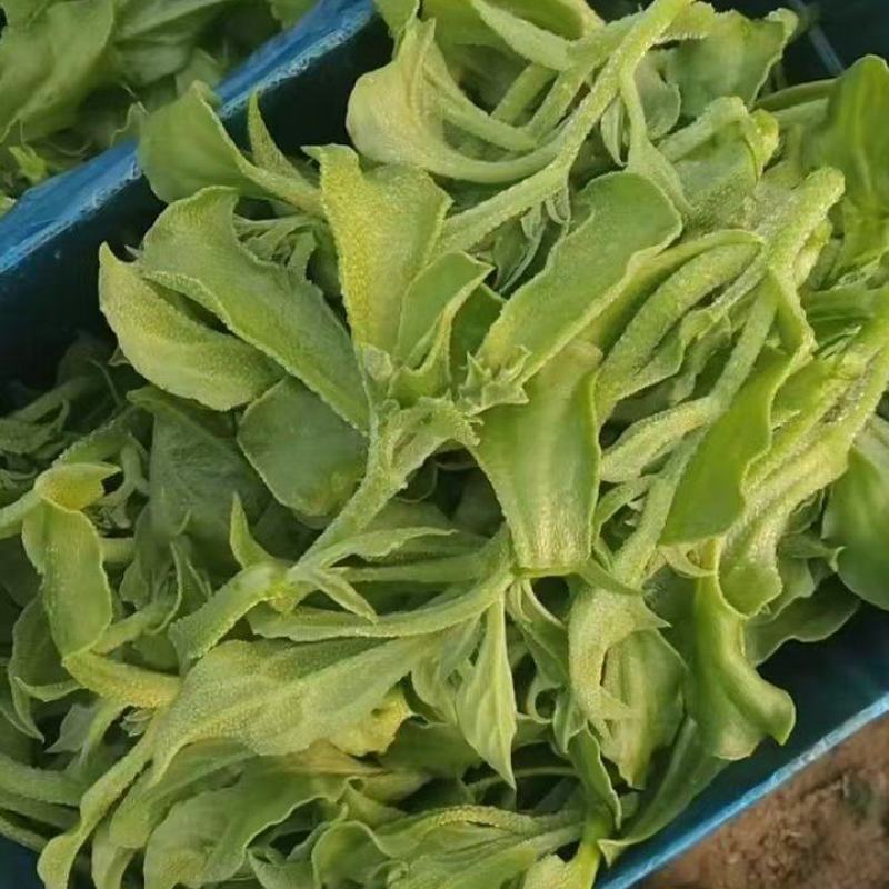 江苏精品冰草产地直发品质保证量大从优一手货源欢迎联系