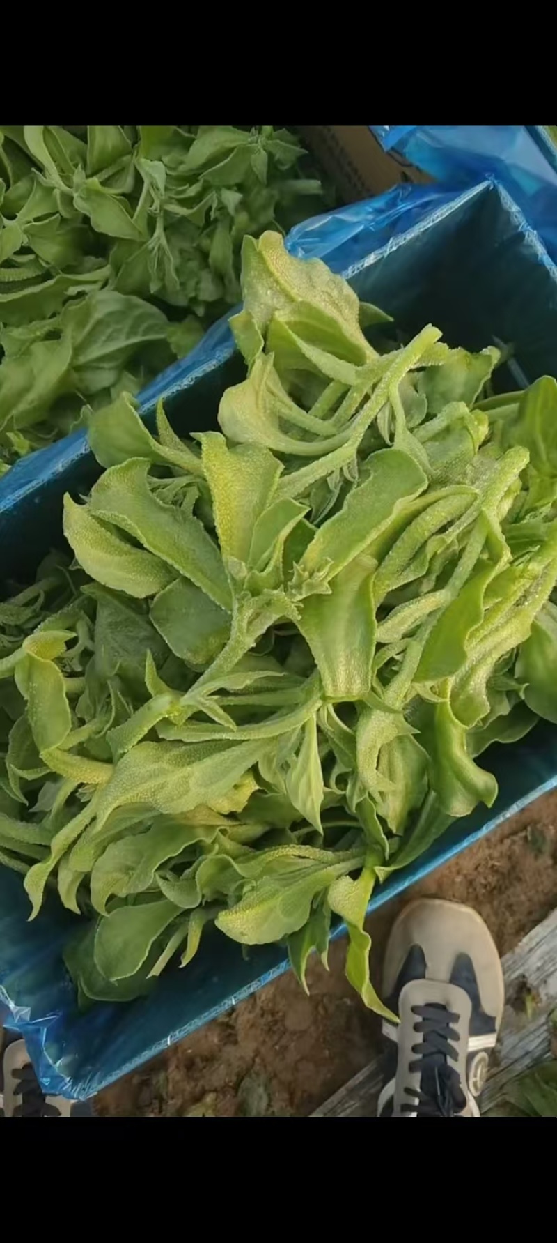 江苏精品冰草产地直发品质保证量大从优一手货源欢迎联系