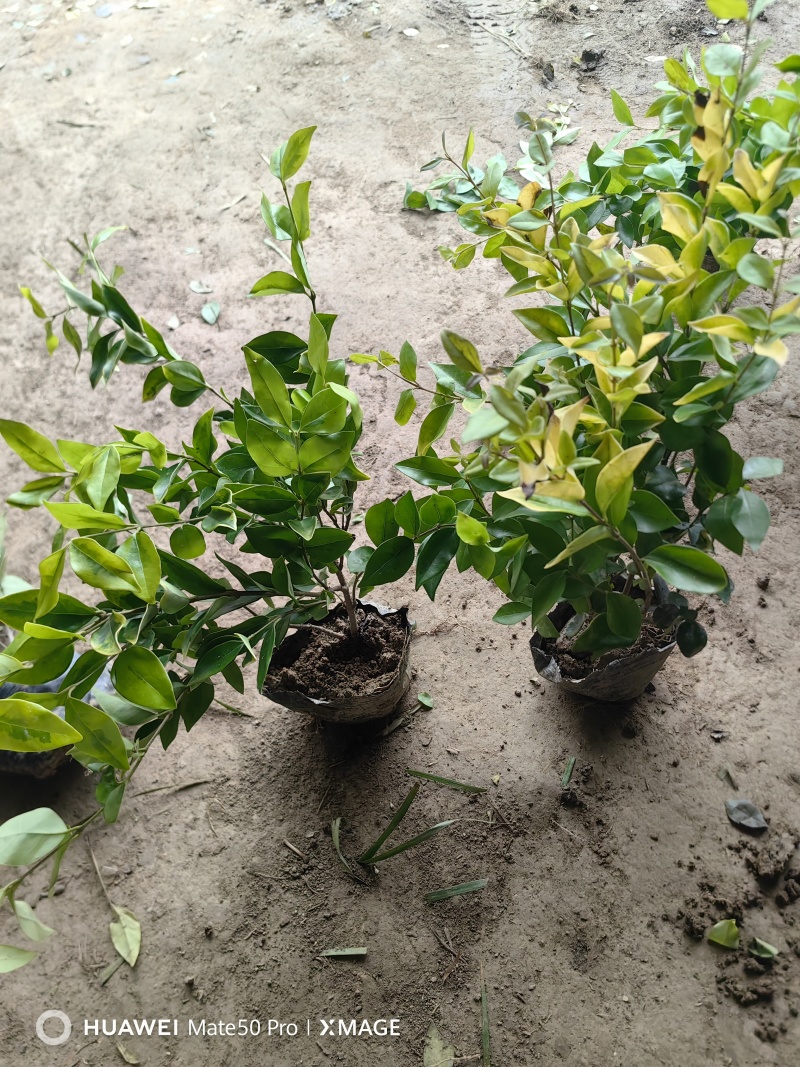 金森女贞基地，杯苗地苗，色泽鲜艳，植株健壮，各种规格齐全