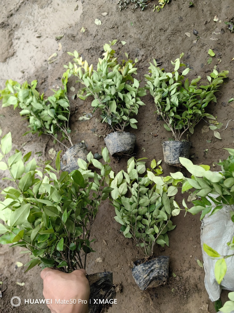 金森女贞基地，杯苗地苗，色泽鲜艳，植株健壮，各种规格齐全