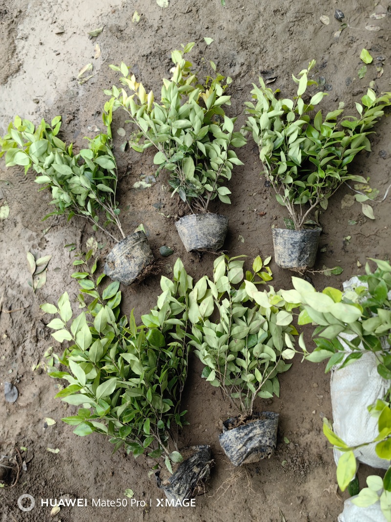 金森女贞基地，杯苗地苗，色泽鲜艳，植株健壮，各种规格齐全