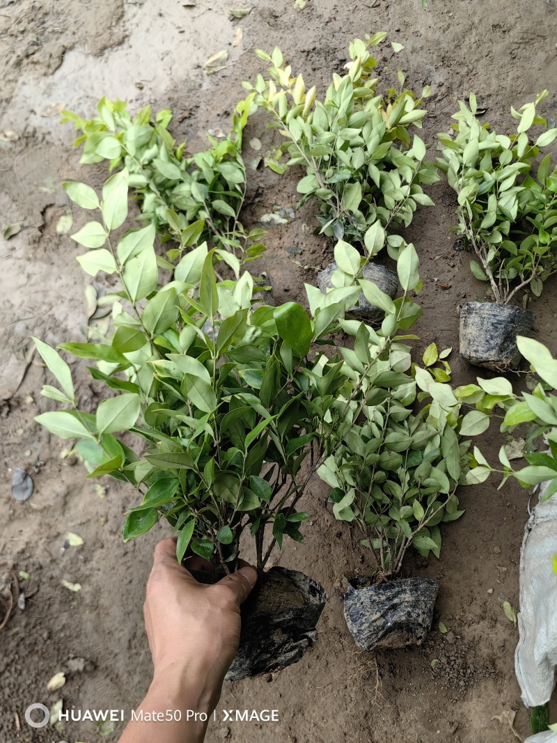 金森女贞基地，杯苗地苗，色泽鲜艳，植株健壮，各种规格齐全