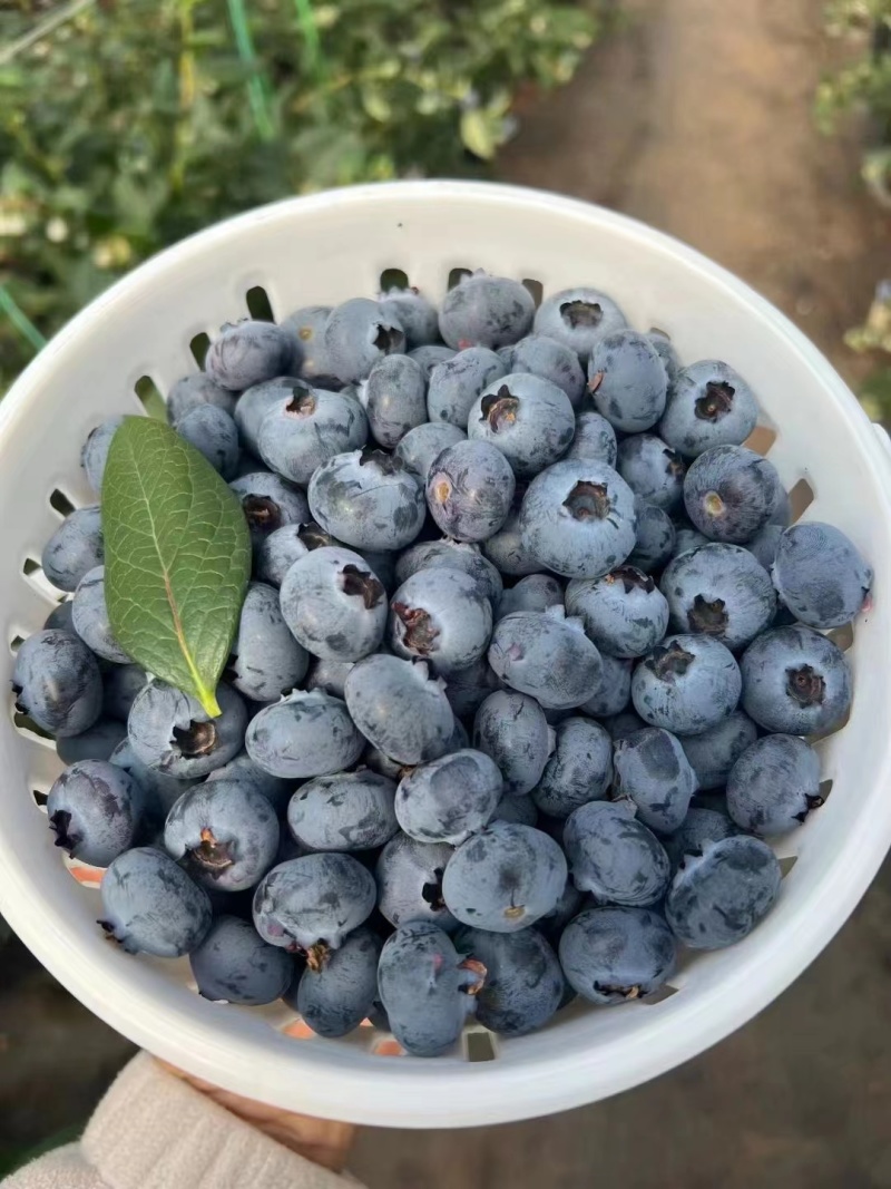 云南花香蓝莓18十...15