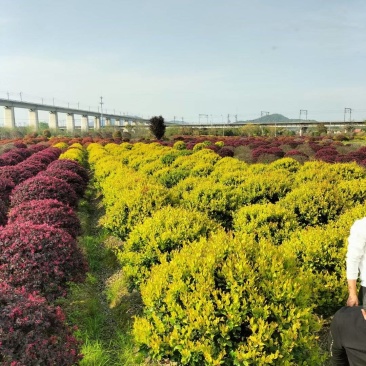 金森女贞基地，杯苗地苗，色泽鲜艳，植株健壮，各种规格齐全
