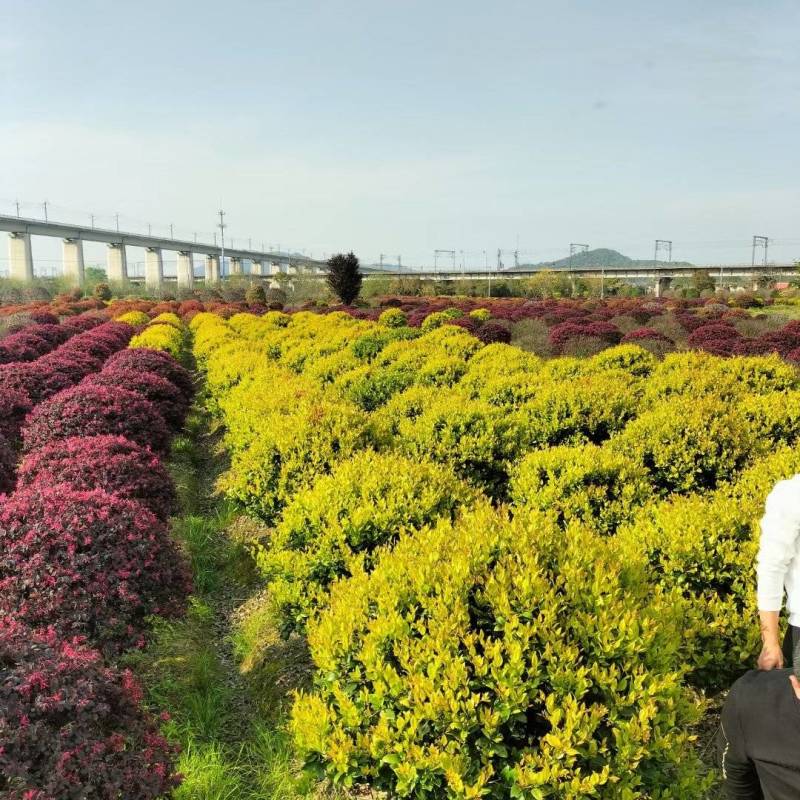 金森女贞基地，杯苗地苗，色泽鲜艳，植株健壮，各种规格齐全