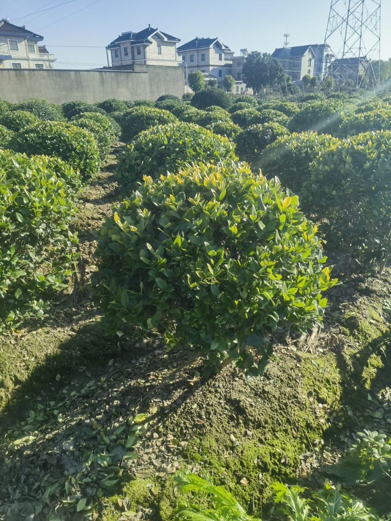 金森女贞基地，杯苗地苗，色泽鲜艳，植株健壮，各种规格齐全