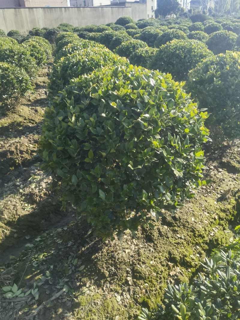 金森女贞基地，杯苗地苗，色泽鲜艳，植株健壮，各种规格齐全