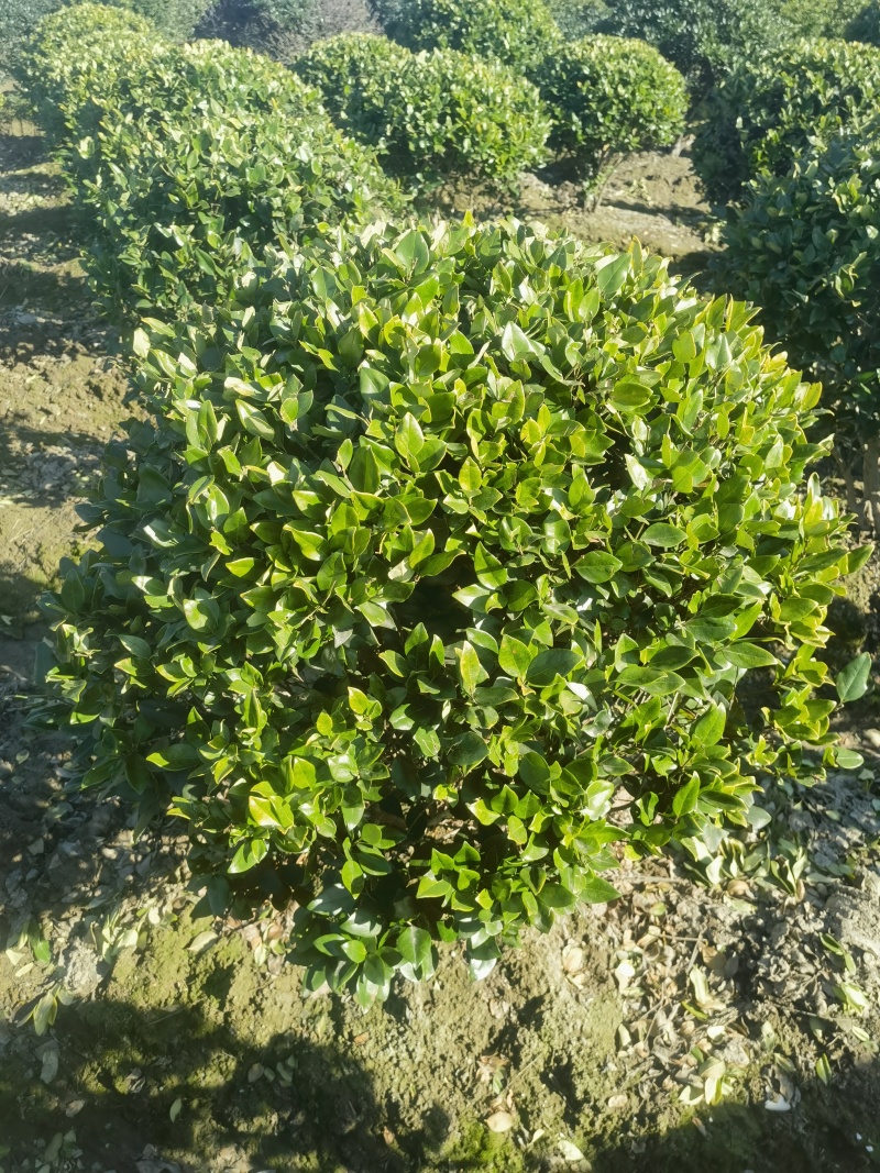 金森女贞基地，杯苗地苗，色泽鲜艳，植株健壮，各种规格齐全
