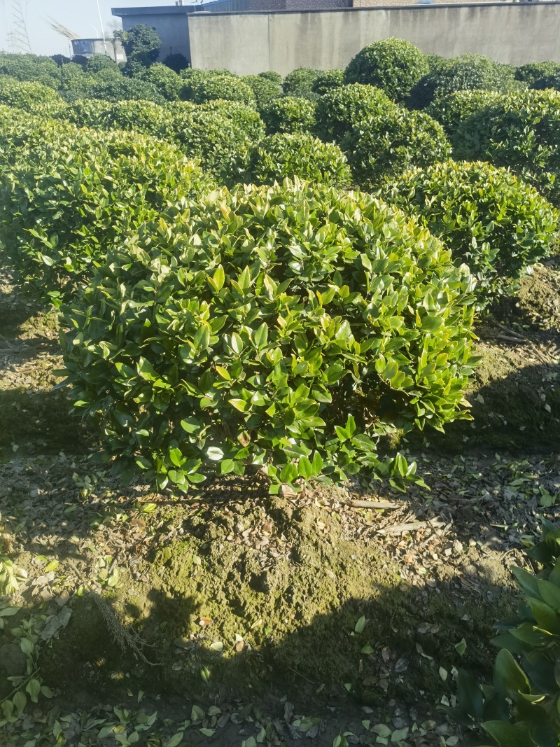 金森女贞基地，杯苗地苗，色泽鲜艳，植株健壮，各种规格齐全