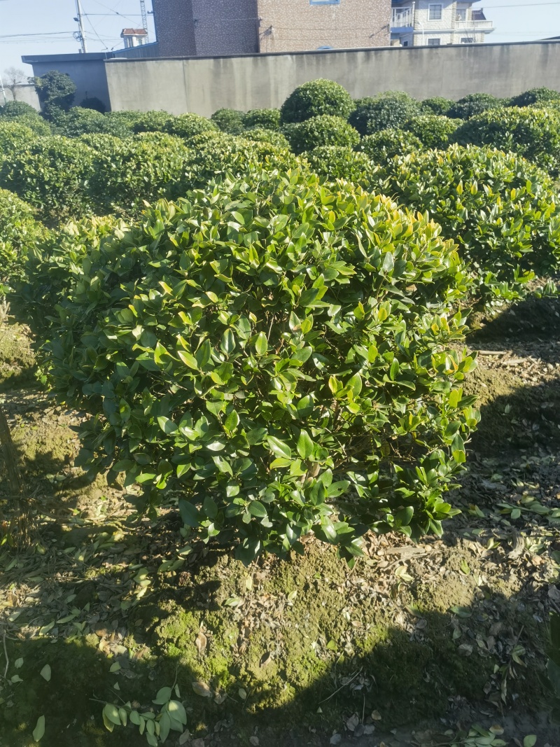 金森女贞基地，杯苗地苗，色泽鲜艳，植株健壮，各种规格齐全