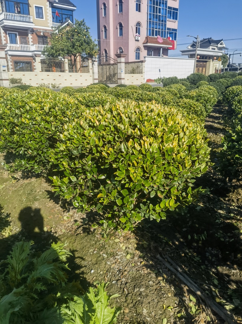 金森女贞基地，杯苗地苗，色泽鲜艳，植株健壮，各种规格齐全