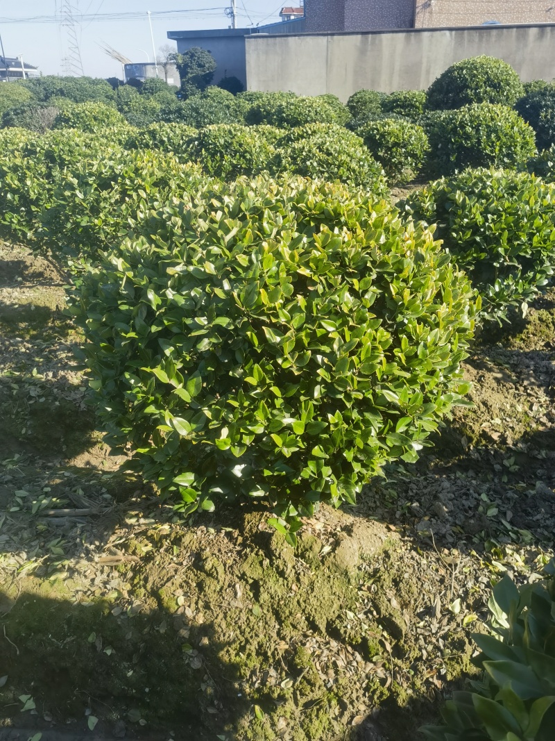 金森女贞基地，杯苗地苗，色泽鲜艳，植株健壮，各种规格齐全
