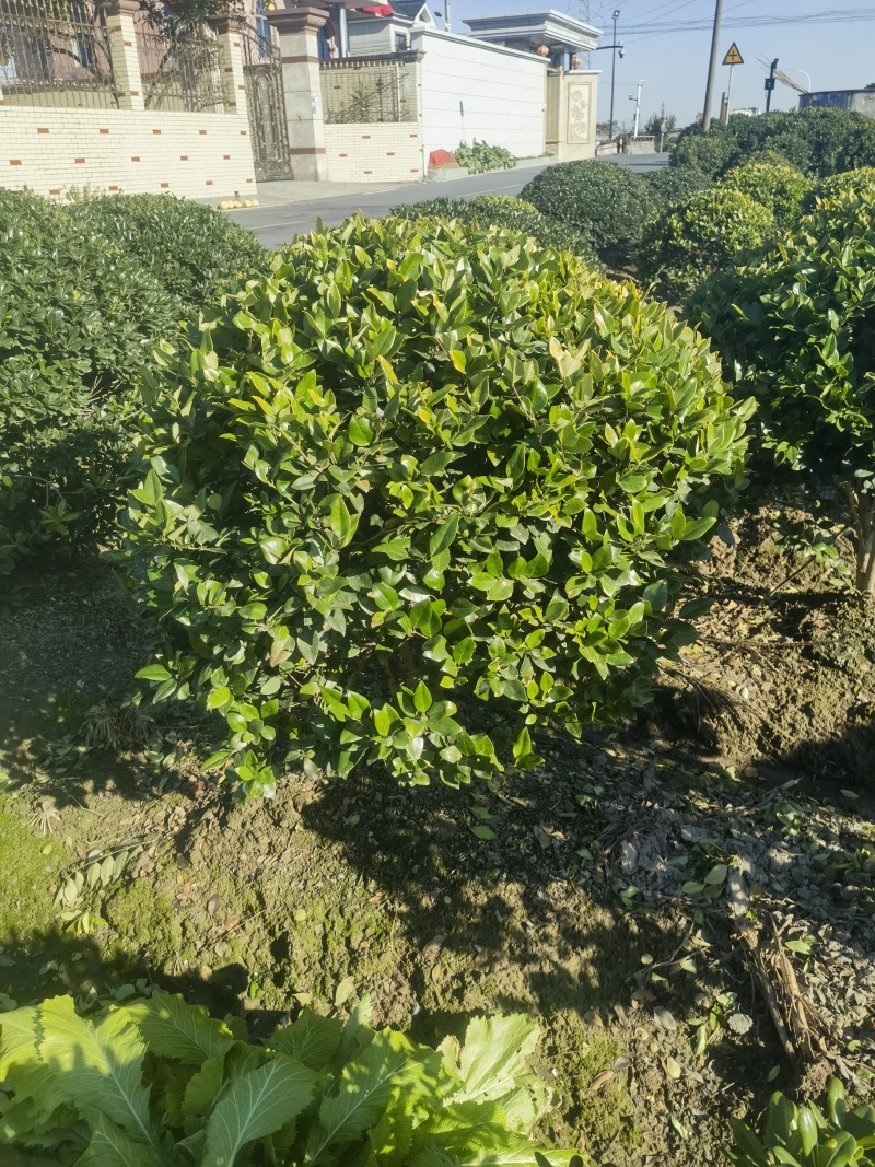 金森女贞基地，杯苗地苗，色泽鲜艳，植株健壮，各种规格齐全
