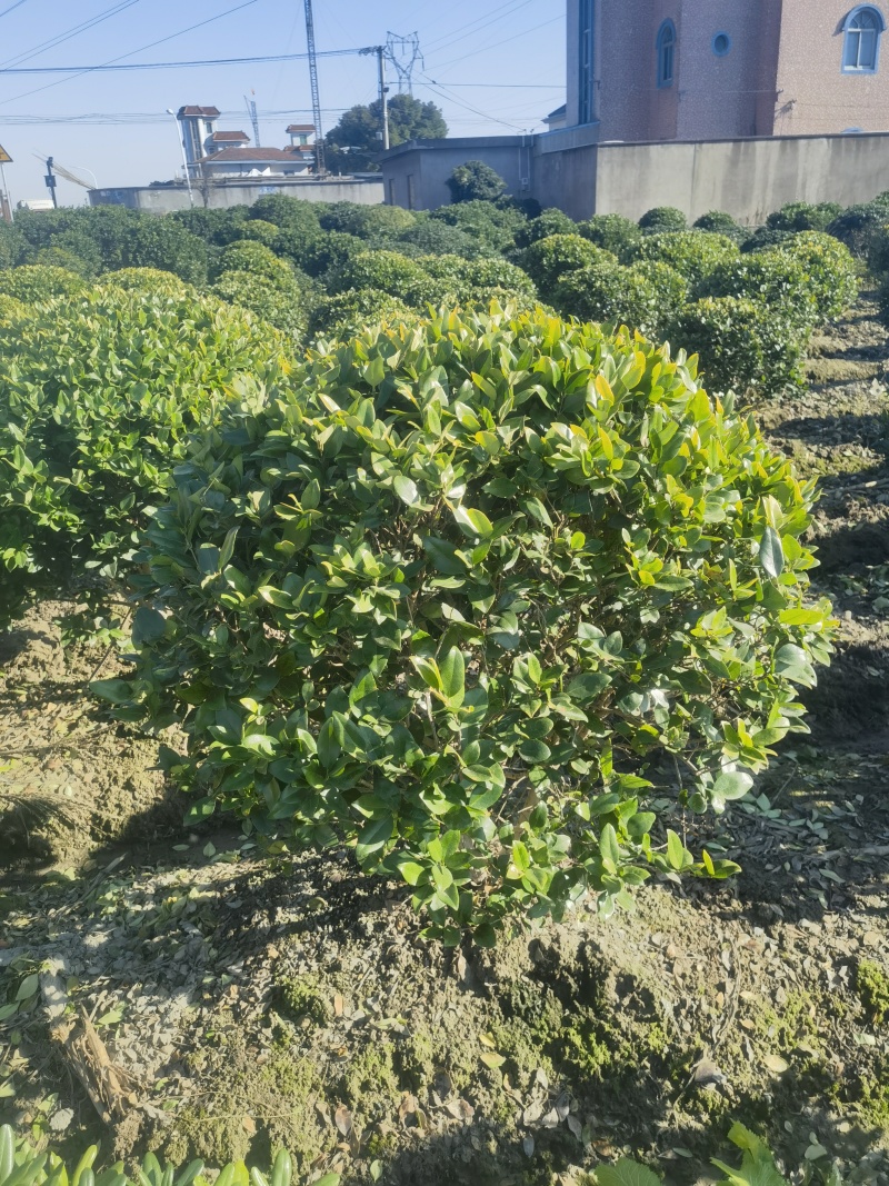 金森女贞基地，杯苗地苗，色泽鲜艳，植株健壮，各种规格齐全