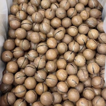 电商通货夏威夷果。商超品质精品果都有，有量有价