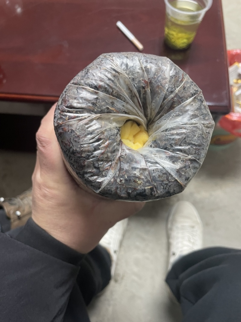 天麻蜜环菌菌包营养菌包