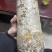 天麻蜜环菌菌包营养菌包