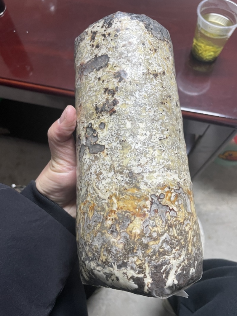 天麻蜜环菌菌包营养菌包