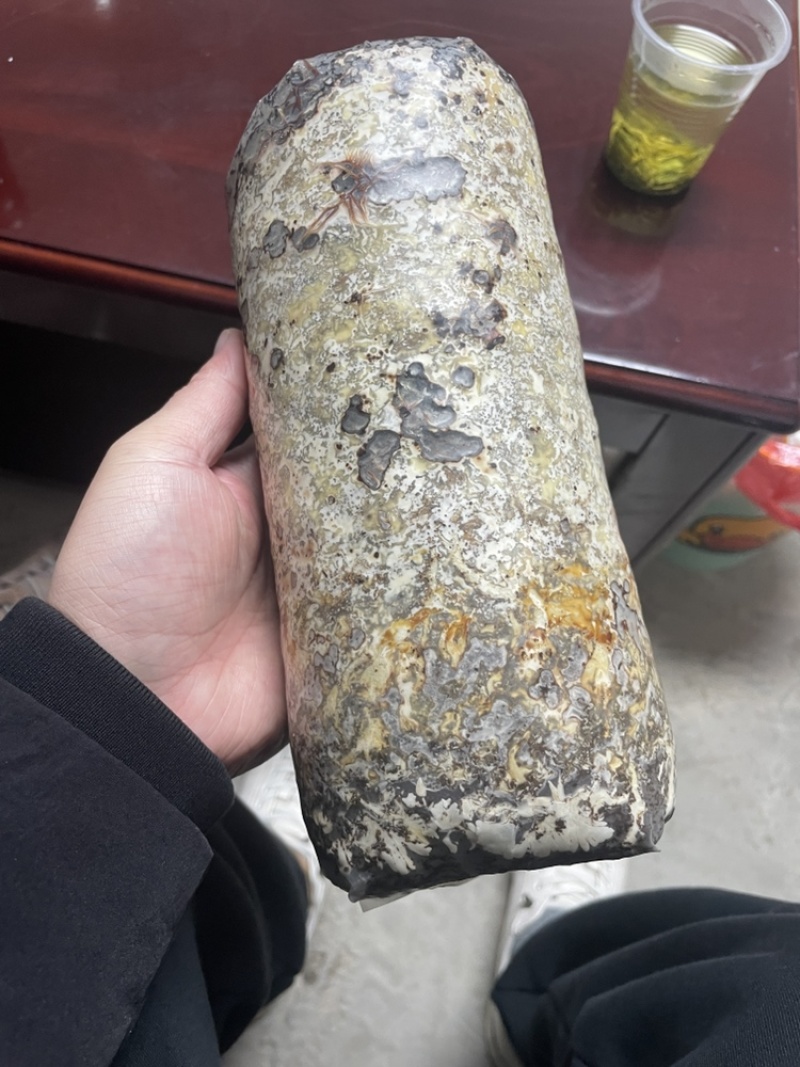 天麻蜜环菌菌包营养菌包