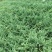 铺地柏基地，杯苗地苗，色泽鲜艳，植株健壮，各种规格齐全