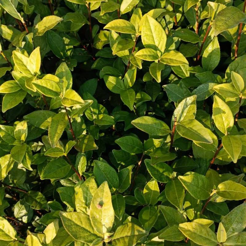 金观音茶苗茶树苗子