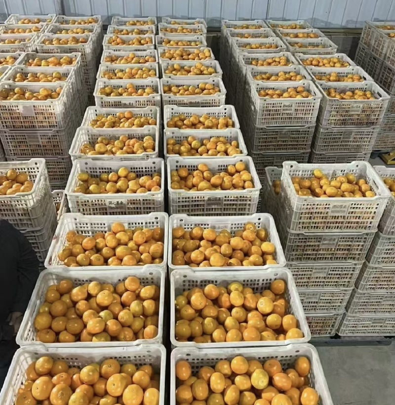 精品沃柑大量上市产地一手货源一件代发全国欢迎来电咨询