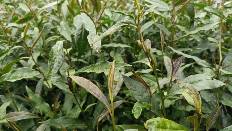 金观音茶苗茶树苗子