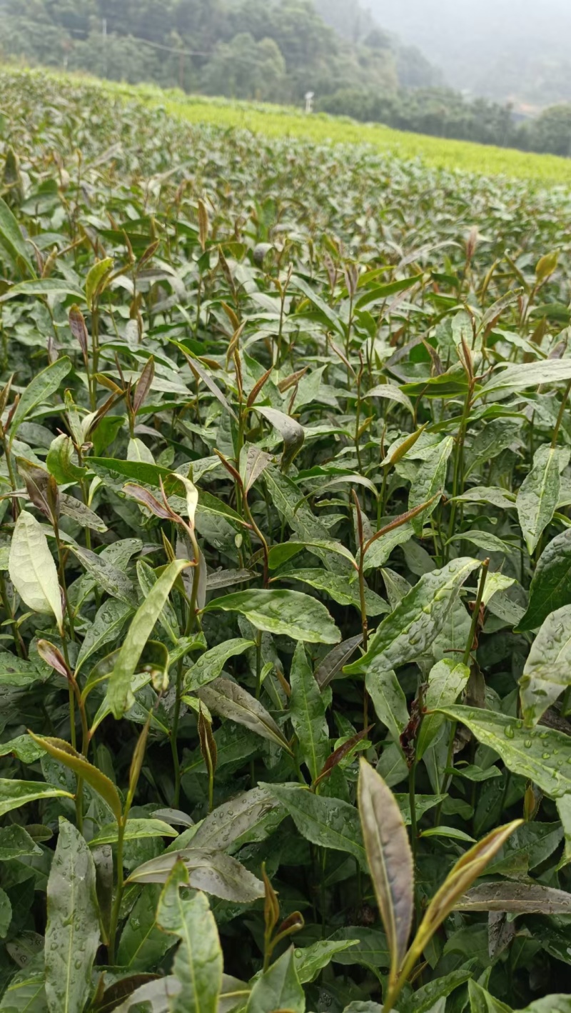 金观音茶苗茶树苗子