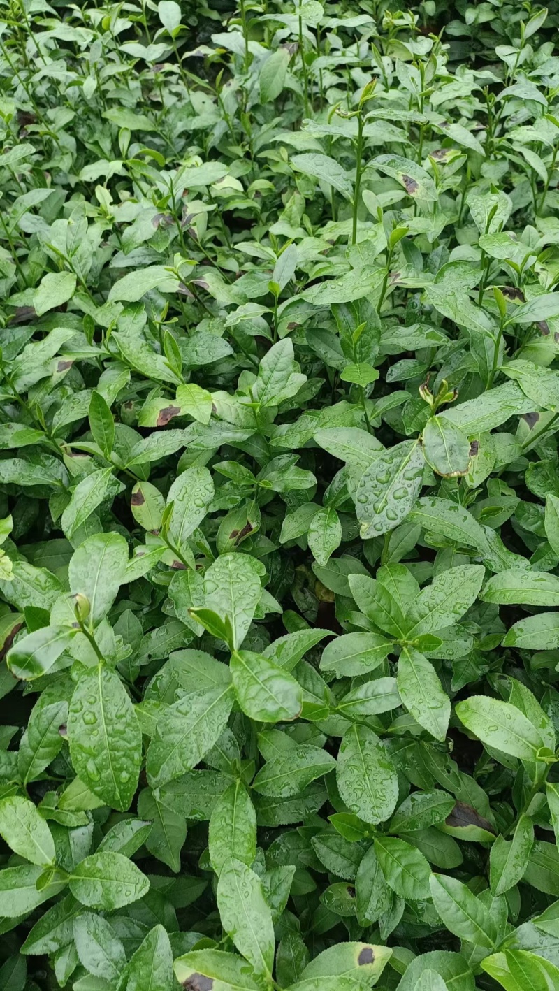 金观音茶苗茶树苗子