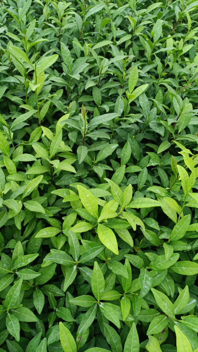 金观音茶苗茶树苗子