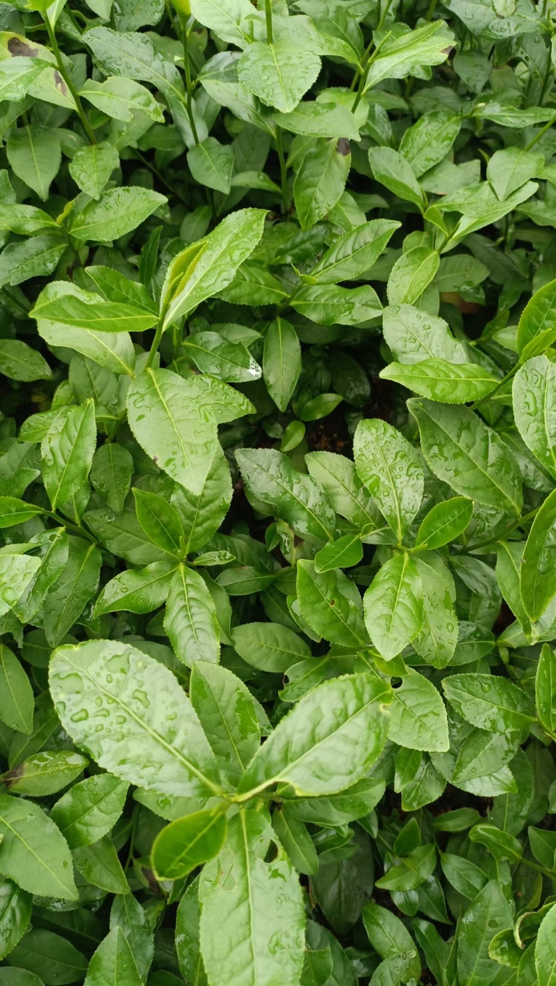 金观音茶苗茶树苗子