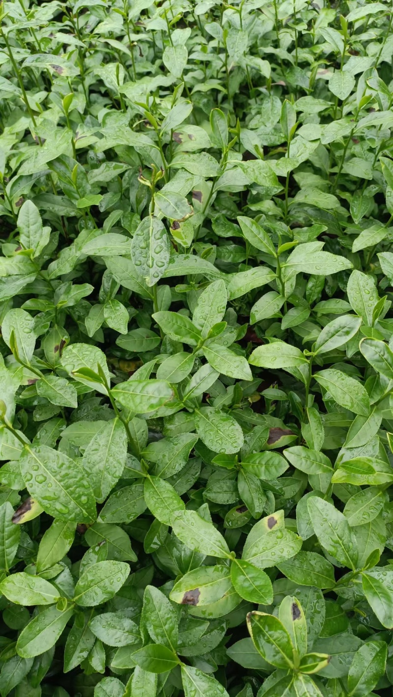 金观音茶苗茶树苗子
