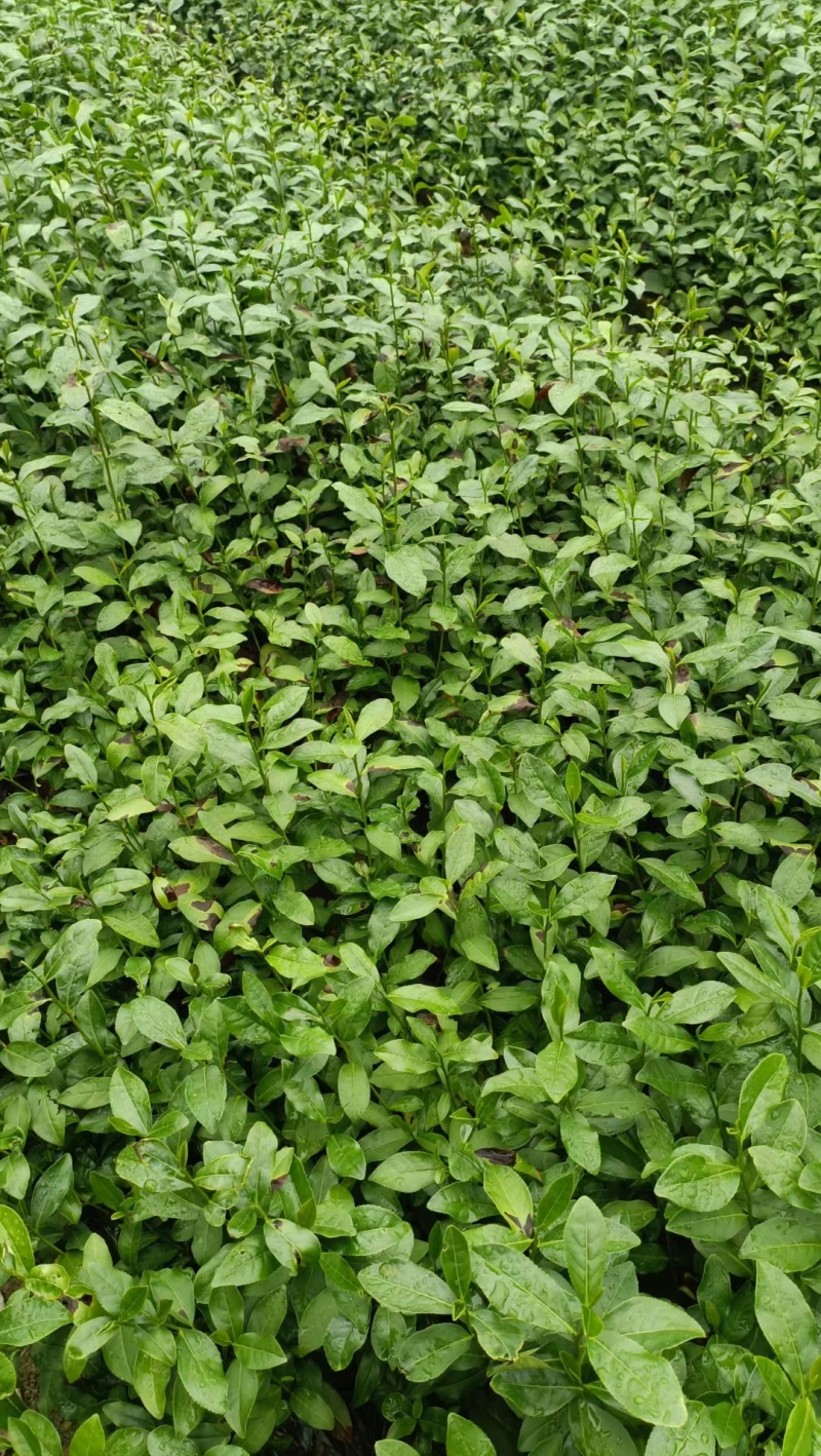 金观音茶苗茶树苗子