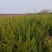 龙柏基地，杯苗地苗，色泽鲜艳，植株健壮，各种规格齐全