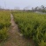 龙柏基地，杯苗地苗，色泽鲜艳，植株健壮，各种规格齐全