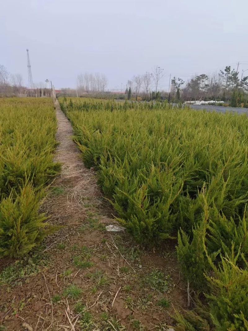 龙柏基地，杯苗地苗，色泽鲜艳，植株健壮，各种规格齐全