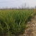龙柏基地，杯苗地苗，色泽鲜艳，植株健壮，各种规格齐全