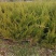 龙柏基地，杯苗地苗，色泽鲜艳，植株健壮，各种规格齐全