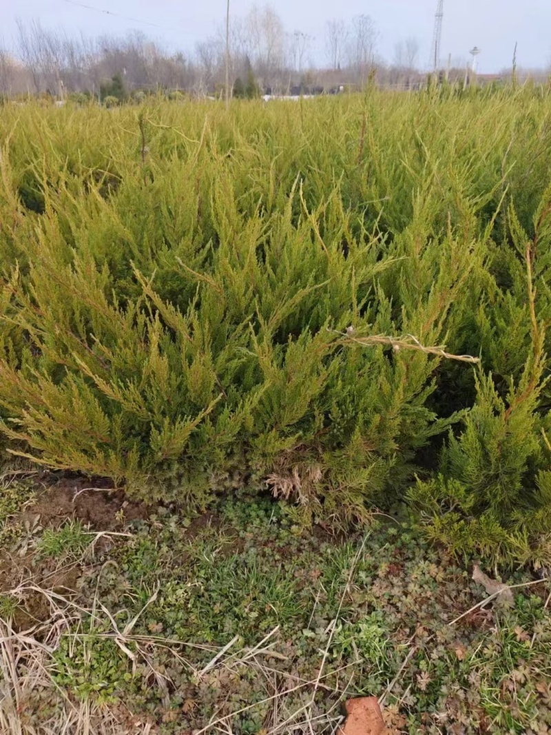 龙柏基地，杯苗地苗，色泽鲜艳，植株健壮，各种规格齐全