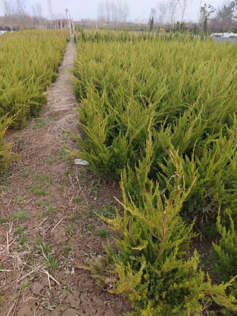 龙柏基地，杯苗地苗，色泽鲜艳，植株健壮，各种规格齐全