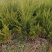 龙柏基地，杯苗地苗，色泽鲜艳，植株健壮，各种规格齐全